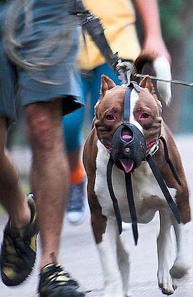 280px-pit_bull_restrained.jpg