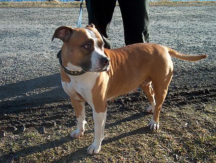 440px-american_staffordshire_terrier_bitch-1.jpg